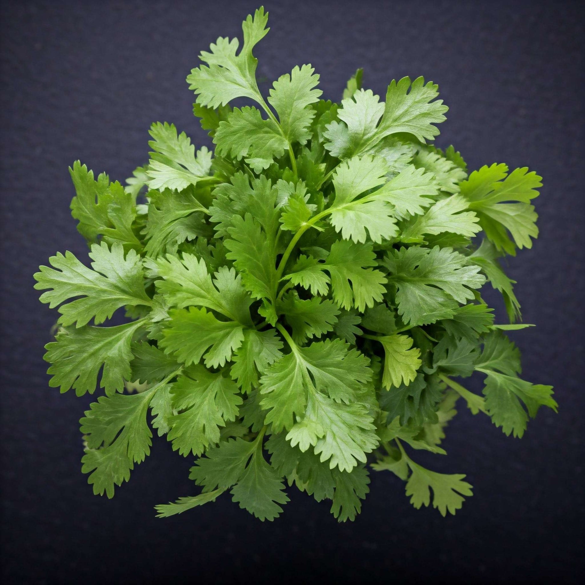 Cilantro Bunch (Coriander)-Pc : 1