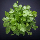 Cilantro Bunch (Coriander)-Pc : 1 - www.foodworldmd.com