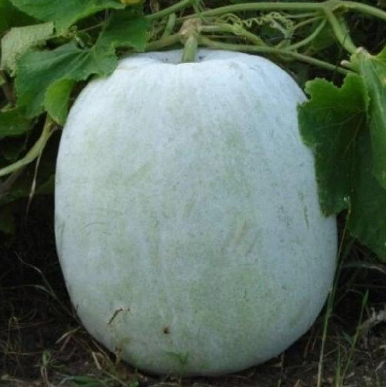 White Pumpkin-Lbs : Per Lbs